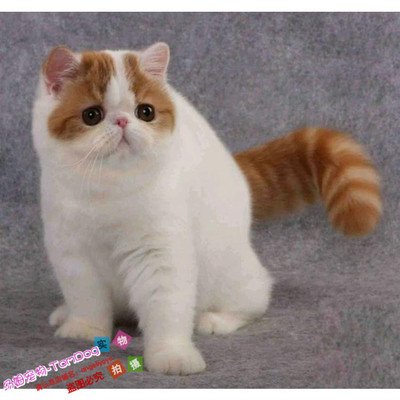 加菲猫幼崽纯种宠物猫活体幼猫