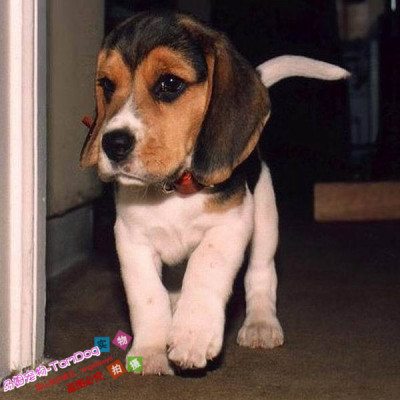 纯种赛级比格犬幼犬宠物狗活体比格幼犬米格鲁幼犬猎兔犬y