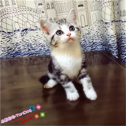 纯种美短美国短毛猫活体幼猫家养纯种宠物猫银虎斑加白起司猫g