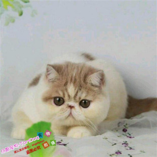 家庭猫舍出售异国短毛猫加菲猫宠物猫咪活体纯种家养加菲猫幼猫g