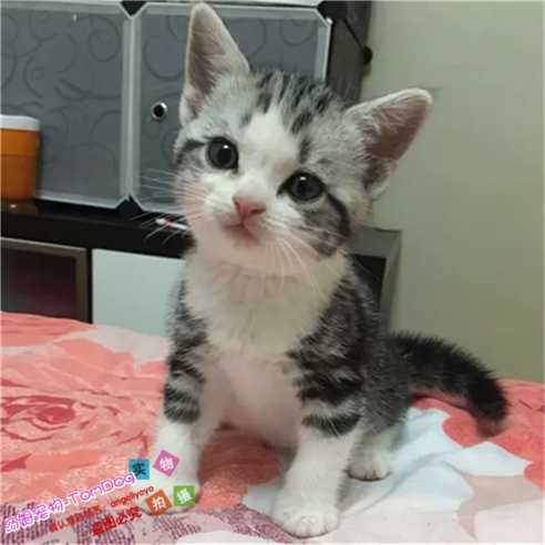 赛级繁育美国短毛猫纯种美短加白起司猫活体幼猫立耳美短加白e