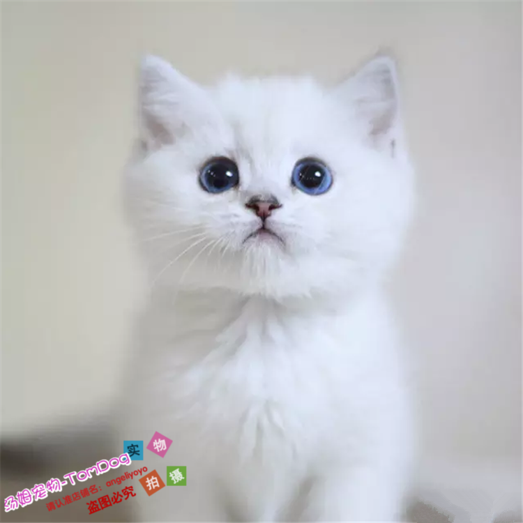 纯种英国短毛猫银渐层幼猫活体宠物猫英短猫渐层活体幼猫出售g,宠物/宠物食品及用品,猫咪,淘宝优惠券,粉丝福利购,淘宝优惠卷