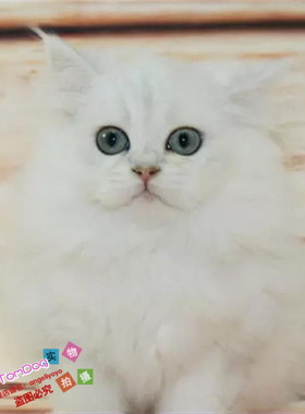 出售金吉拉幼猫家养长毛猫纯种健康宠物猫活体纯白银渐层长毛g