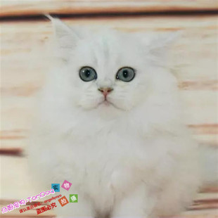 出售金吉拉幼猫家养长毛猫纯种健康宠物猫活体纯白银渐层长毛g