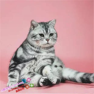 赛级繁育猫舍出售美短加白美短起司猫纯种美短标斑宠物猫活体g