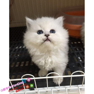 英短银渐层猫活体纯种苏格兰折耳猫宠物猫幼猫家活猫幼崽小猫g