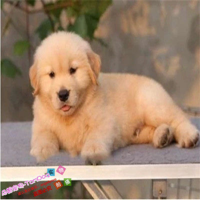 家养出售金毛犬纯种幼犬巡回猎犬导盲犬黄金宠物狗狗赛级金毛犬g