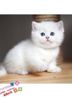 出售活体渐层纯种英国短毛猫