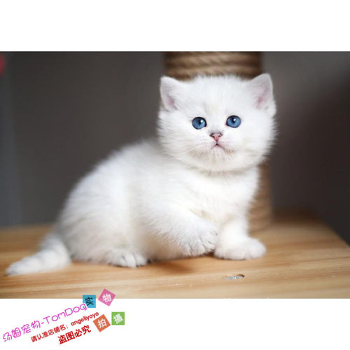 出售活体渐层纯种英国短毛猫