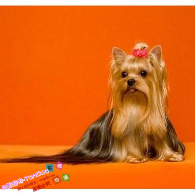 纯种约克夏幼犬活体金头钢背约克夏狗狗小体迷你宠物长毛狗赛级e