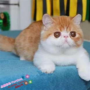 家庭饲养出售异国短毛猫加菲猫活体纯种宠物猫幼猫加菲猫扁脸猫g