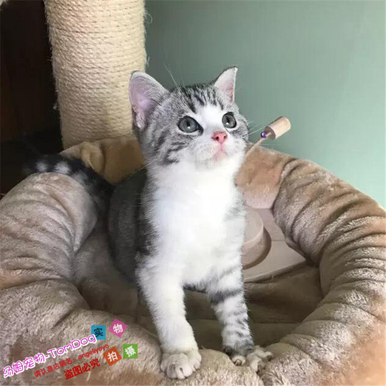 出售美短活体纯种幼猫美短虎斑标斑美短银虎斑加白家养美短加白g