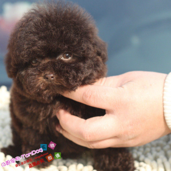 纯家庭繁殖可爱圆脸大眼睛巧克力色泰迪幼犬活体宠物狗咖啡贵宾g,宠物/宠物食品及用品,狗狗,淘宝优惠券,粉丝福利购,淘宝优惠卷