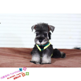 纯种雪纳瑞幼犬出售迷你标准型小体活体宠物狗黑银椒盐色保健康g