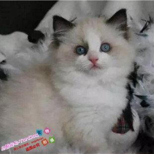 CFA注册猫舍出售纯种布偶猫活体蓝双色海豹色布偶幼猫宠物猫g