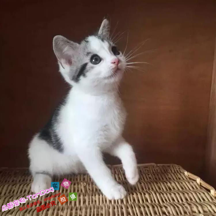 猫舍出售美短加白美短起司猫纯种美短标斑宠物猫活体血统纯正g