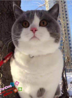 宠物猫活体英国短毛猫英短活体猫英短蓝白起司猫小奶猫家养纯种g