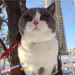 宠物猫活体英国短毛猫英短活体猫英短蓝白起司猫小奶猫家养纯种g