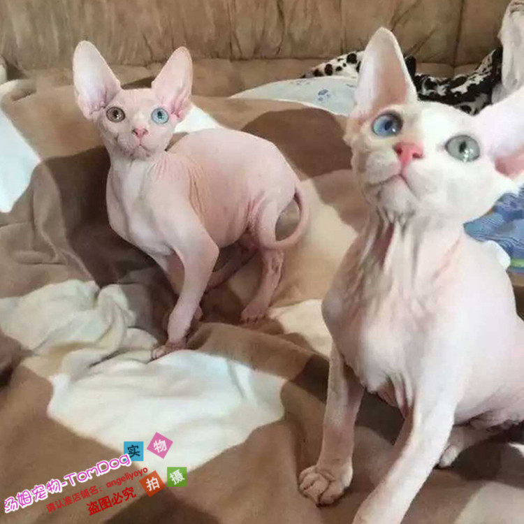宠物猫活体加拿大无毛猫幼猫斯芬克斯猫白皮鸳鸯眼无毛猫g