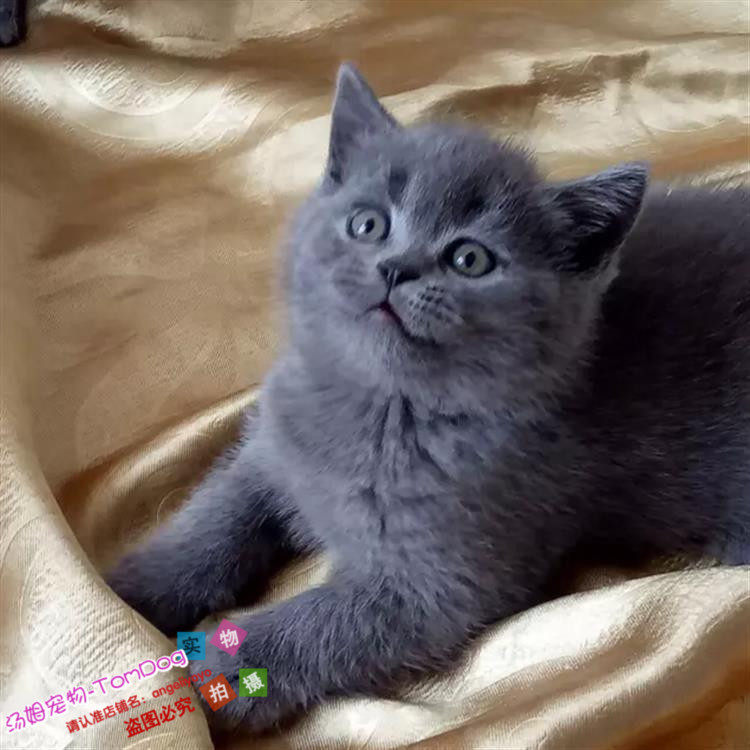 家养宠物猫英短蓝猫活体幼猫英国短毛猫纯种蓝猫蓝白幼仔家猫g