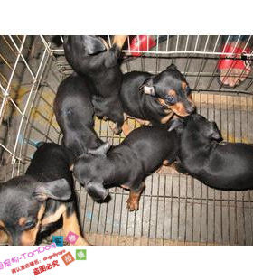 纯种铁包金活体繁殖小鹿犬