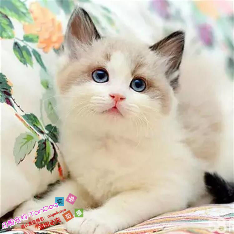 CFA赛级出售布偶猫蓝双海豹色纯种家养活体宠物猫布偶猫幼猫g,宠物/宠物食品及用品,猫咪,淘宝优惠券,粉丝福利购,淘宝优惠卷