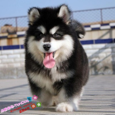纯种阿拉斯加幼犬阿拉斯加雪橇犬大骨架阿拉斯加犬宠物狗al1o