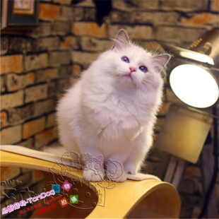 CFA绿纸美国布偶猫活体繁育级小母猫蓝双色波斯系布偶活体幼猫g