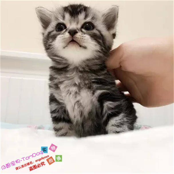 纯种猫咪活体美国短毛猫美短猫起司猫美短标斑银虎斑深色黑白纹g