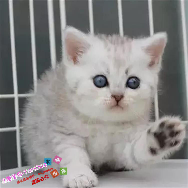 出售英短银渐层英国短毛猫家养活体幼猫宠物猫绿眼睛渐层纯种g