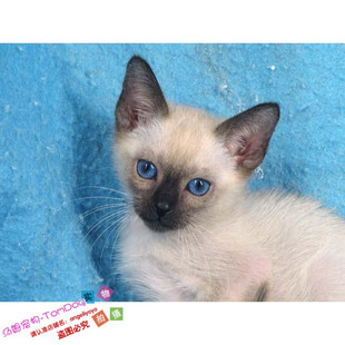 cfa猫舍暹罗猫幼猫泰国猫咪纯种暹罗猫宠物猫咪活体不爽猫同款g