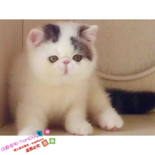 出售赛级加菲猫宠物猫异国短毛猫幼猫家养纯种加菲猫幼猫活体g