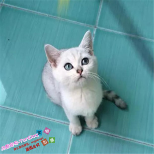 纯种英短猫活体幼猫英国短毛猫银渐层立耳猫家养公猫包健康g