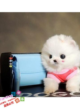 纯白色博美纯种茶杯博美日本俊介袖珍球体博美活体幼犬67g