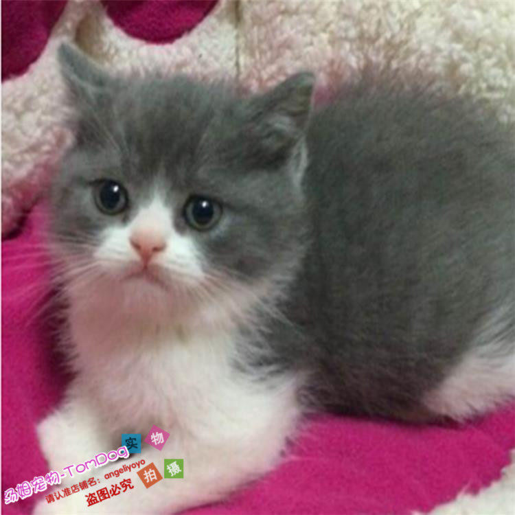 出售英短蓝白猫宠物猫纯种英国短毛猫英短蓝白立耳活体幼猫g,宠物/宠物食品及用品,猫咪,淘宝优惠券,粉丝福利购,淘宝优惠卷
