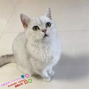 出售英国短毛猫宠物猫幼猫纯种英短银渐层渐层立耳折耳活体y