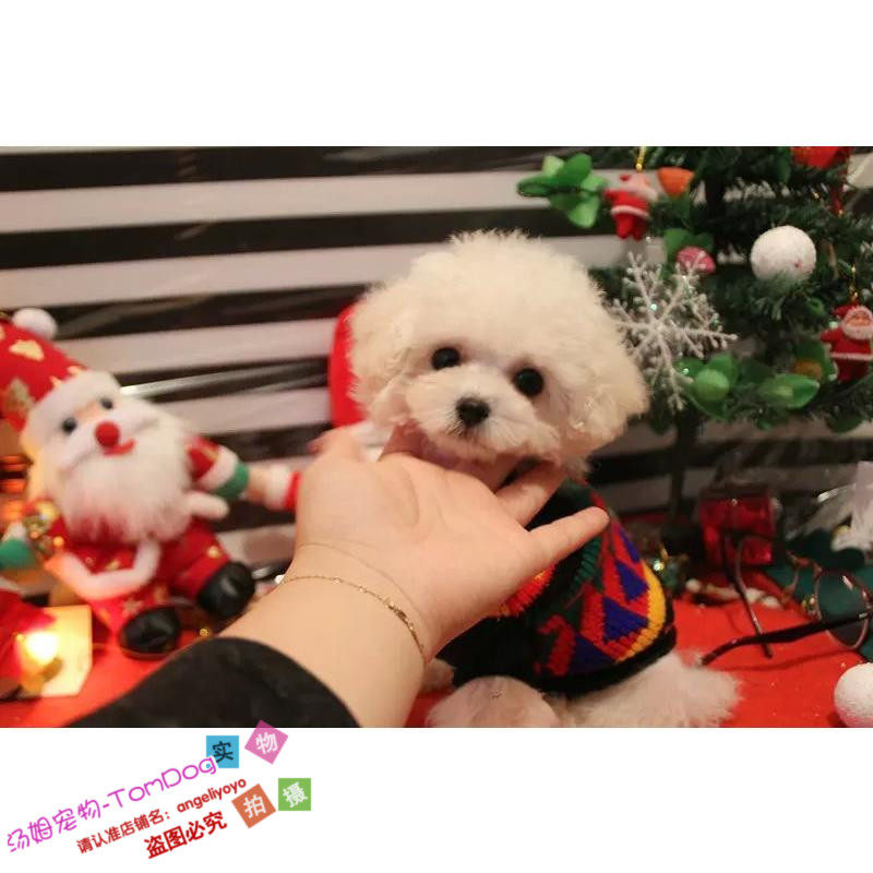 白色玩具体泰迪犬纯种贵宾犬活体狗幼犬可上门外地可视频g