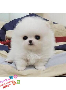 纯白色博美犬纯种茶杯博美日本俊介袖珍球体博美幼犬狗76g