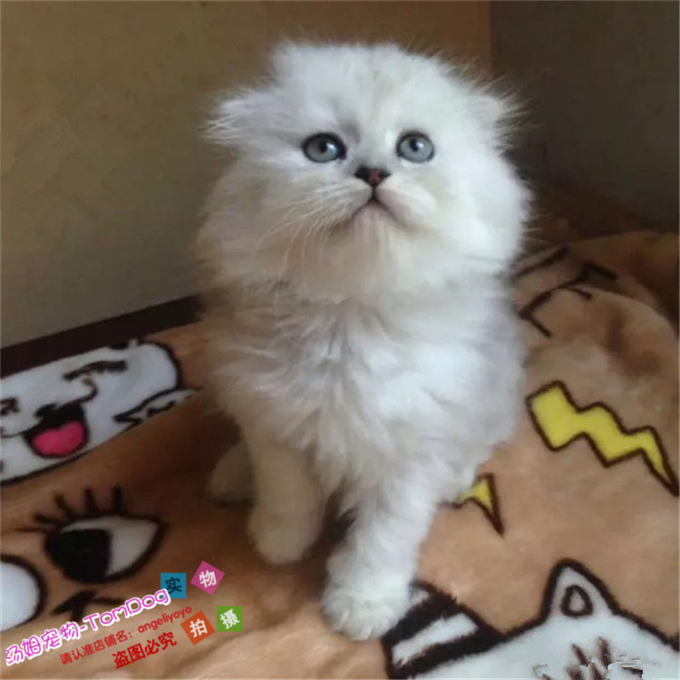 纯种金吉拉活体长毛猫图片