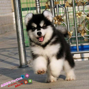 出售宠物狗狗纯种阿拉斯加雪橇犬幼犬活体赛级血统阿拉斯加幼犬g