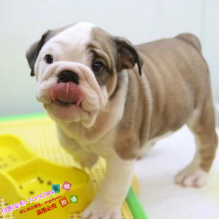 家养漂亮憨憨的英国斗牛犬幼犬活体宠物狗英斗小狗纯种斗牛犬g