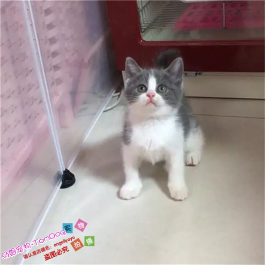 蓝猫宠物活体蓝白猫英短蓝白猫活体幼猫纯种英国短毛猫蓝白猫舍g
