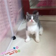 蓝猫宠物活体蓝白猫英短蓝白猫活体幼猫纯种英国短毛猫蓝白猫舍g
