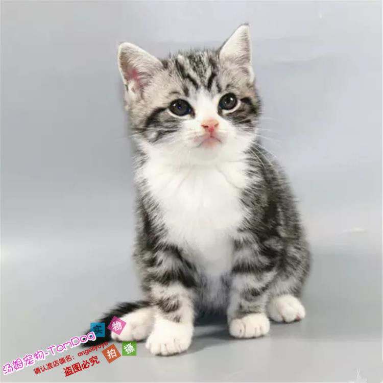 家庭饲养纯种猫咪美国短毛猫立耳幼猫宠物猫活体美短银虎斑起司g,宠物/宠物食品及用品,猫咪,淘宝优惠券,粉丝福利购,淘宝优惠卷