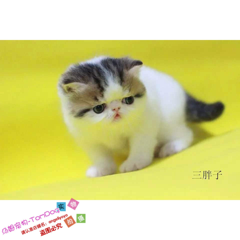 棕虎斑梵文加菲猫宠物猫咪异国短毛猫家养纯种加菲猫幼猫活体g