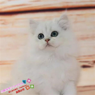 出售活体幼猫长毛猫家养宠物猫绿眼金吉拉波斯猫纯种金吉拉幼猫g