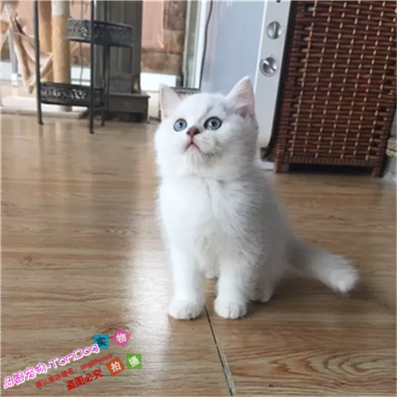 英短渐层活体宠物猫英短渐层幼猫折耳立耳渐层短毛猫五短身材e