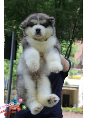 纯种活体巨型阿拉斯加雪橇犬幼犬烟灰色桃脸熊版巨大阿拉斯加28g