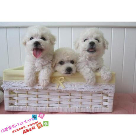 纯种活体法国卷毛比熊犬幼犬茶杯犬迷你型家养赛级幼狗比熊犬76g,宠物/宠物食品及用品,狗狗,淘宝优惠券,粉丝福利购,淘宝优惠卷