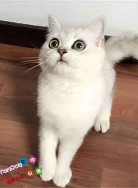 英短银渐层英国短毛猫家养活体幼猫宠物猫绿眼渐层猫纯种银渐层g